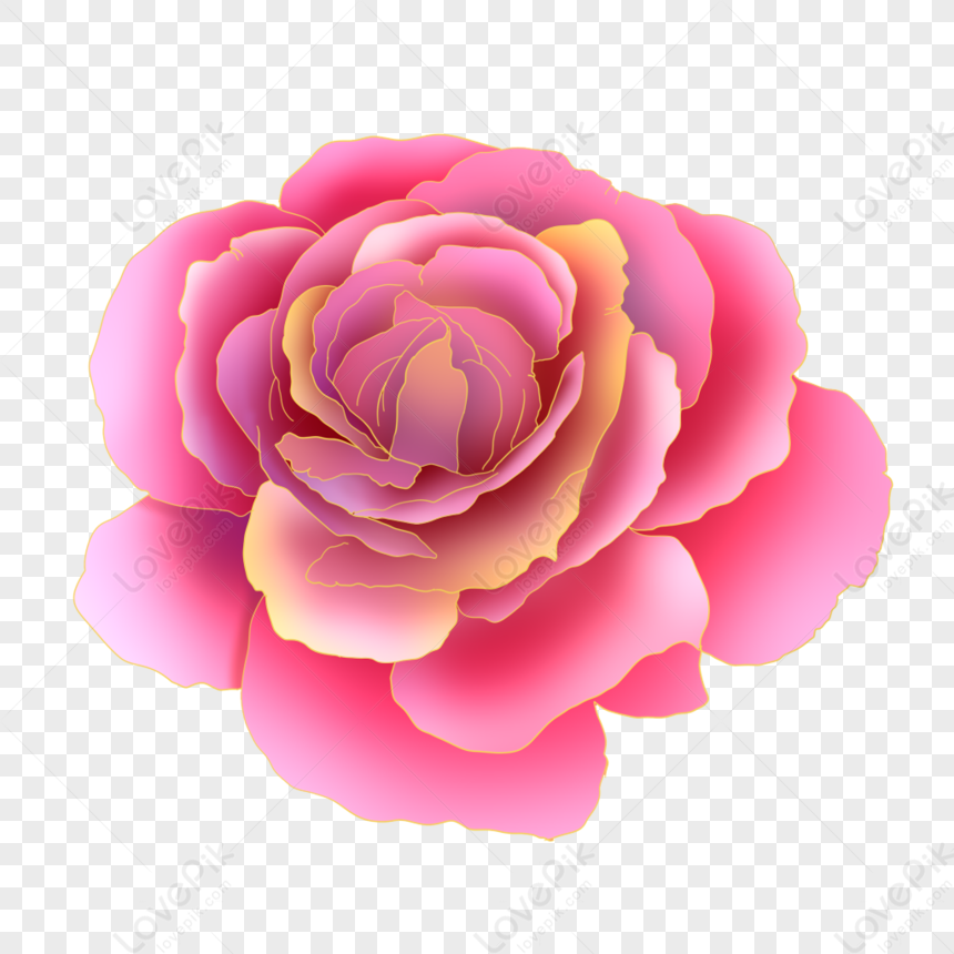 Rosa
