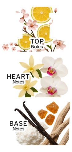 Olfactory Pyramid