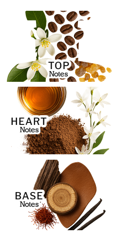 Olfactory Pyramid